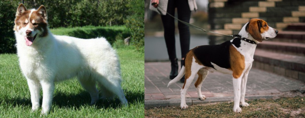 Estonian Hound vs Canadian Eskimo Dog - Breed Comparison
