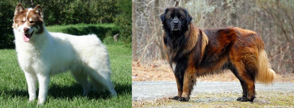 Estrela Mountain Dog vs Canadian Eskimo Dog - Breed Comparison