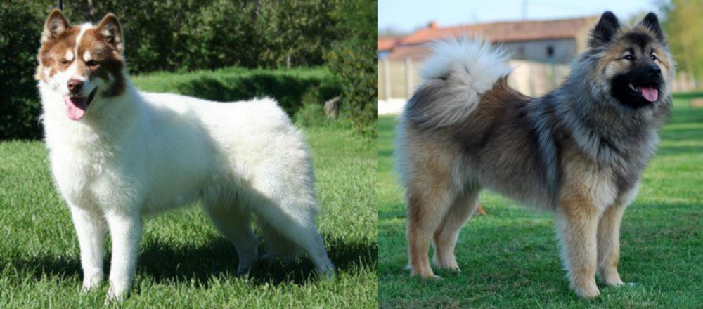 Eurasier vs Canadian Eskimo Dog - Breed Comparison