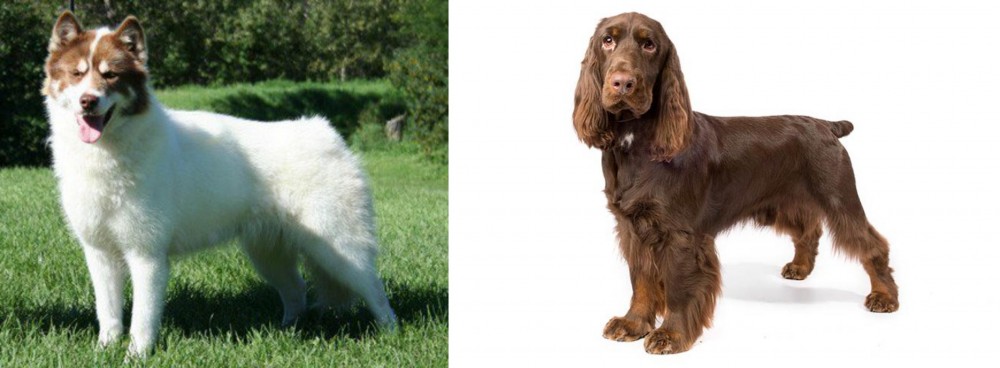 Field Spaniel vs Canadian Eskimo Dog - Breed Comparison