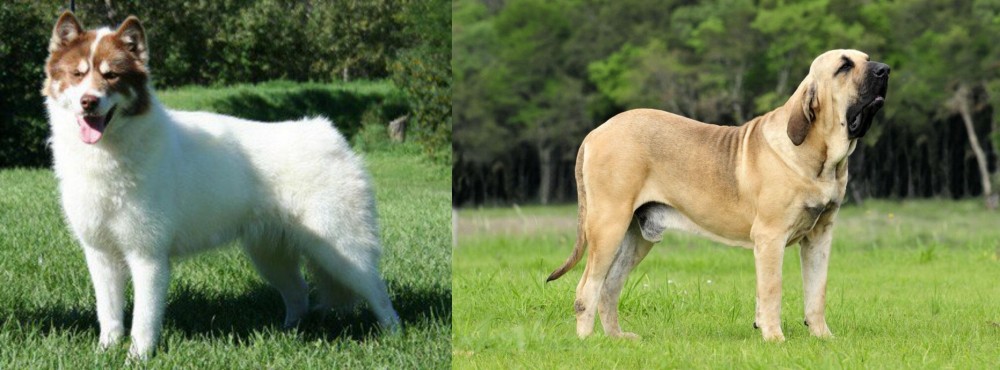 Fila Brasileiro vs Canadian Eskimo Dog - Breed Comparison