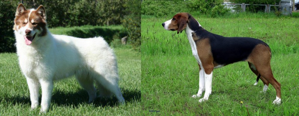 Finnish Hound vs Canadian Eskimo Dog - Breed Comparison