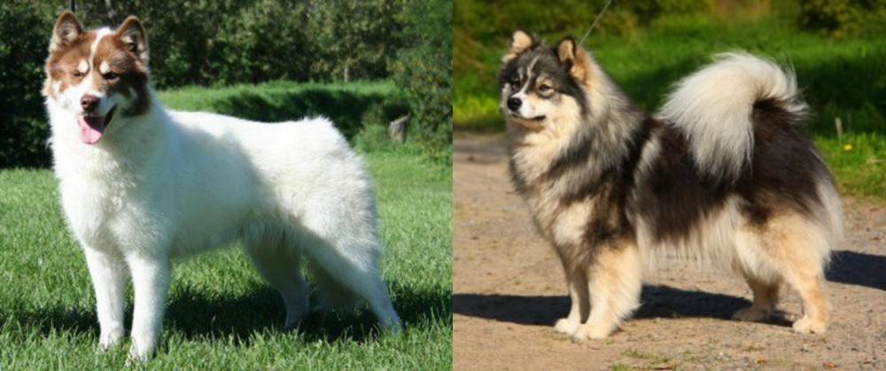 Finnish Lapphund vs Canadian Eskimo Dog - Breed Comparison