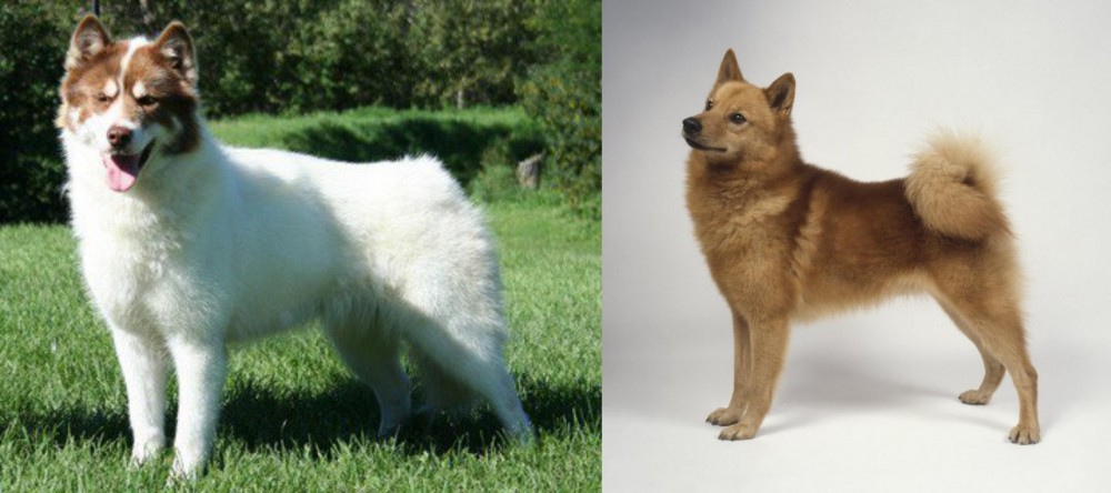Finnish Spitz vs Canadian Eskimo Dog - Breed Comparison