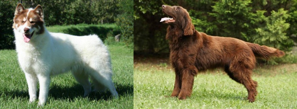 Flat-Coated Retriever vs Canadian Eskimo Dog - Breed Comparison
