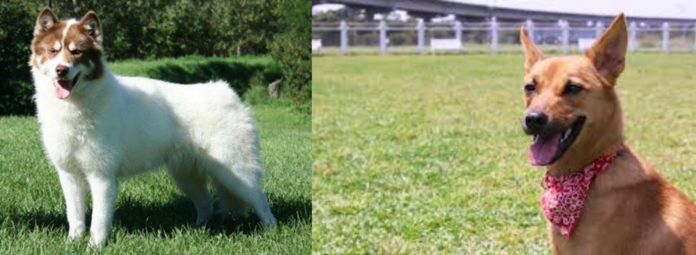 Formosan Mountain Dog vs Canadian Eskimo Dog - Breed Comparison