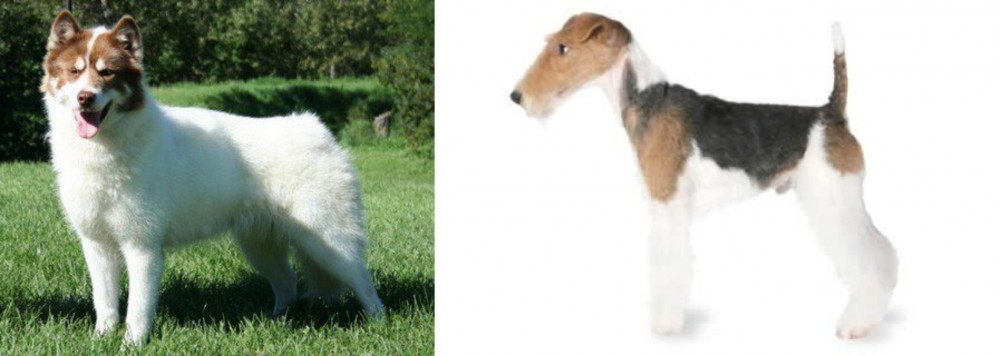 Fox Terrier vs Canadian Eskimo Dog - Breed Comparison