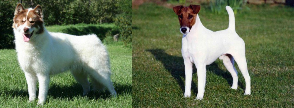 Fox Terrier (Smooth) vs Canadian Eskimo Dog - Breed Comparison