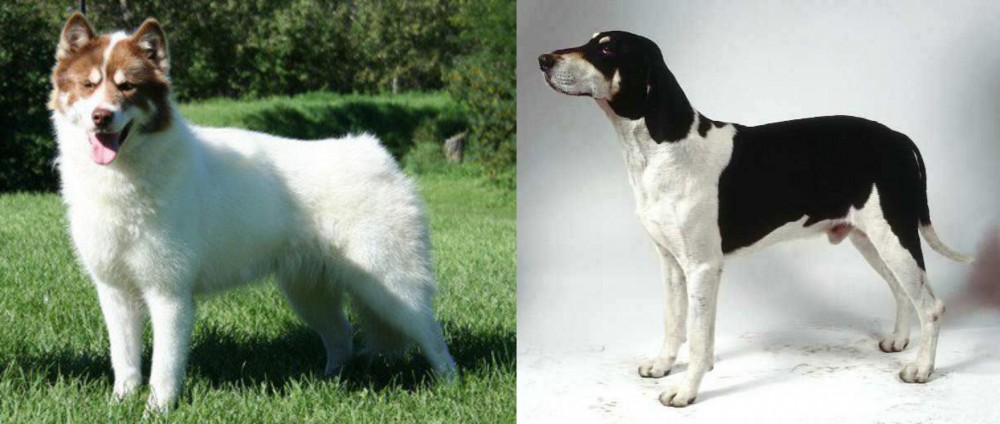 Francais Blanc et Noir vs Canadian Eskimo Dog - Breed Comparison