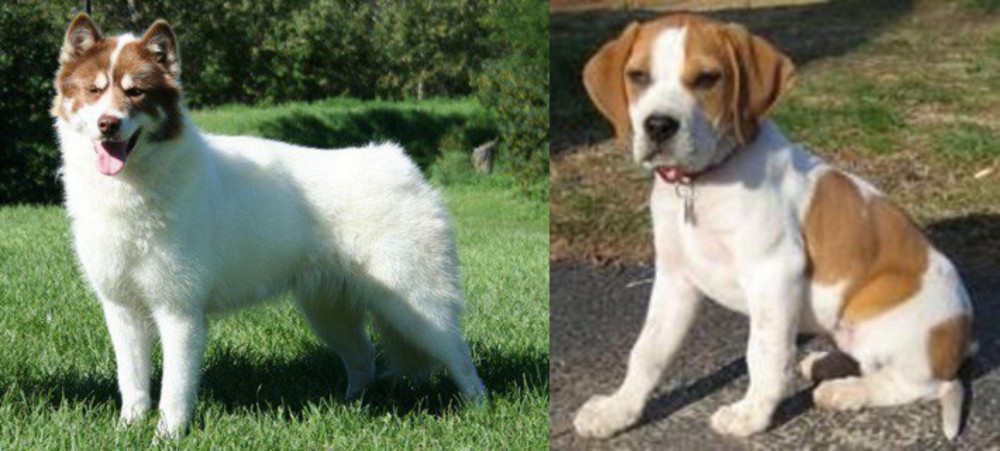 Francais Blanc et Orange vs Canadian Eskimo Dog - Breed Comparison
