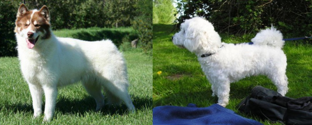 Franzuskaya Bolonka vs Canadian Eskimo Dog - Breed Comparison