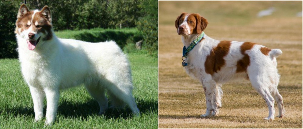 French Brittany vs Canadian Eskimo Dog - Breed Comparison