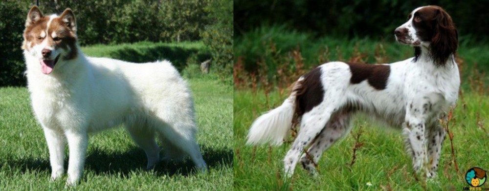 French Spaniel vs Canadian Eskimo Dog - Breed Comparison