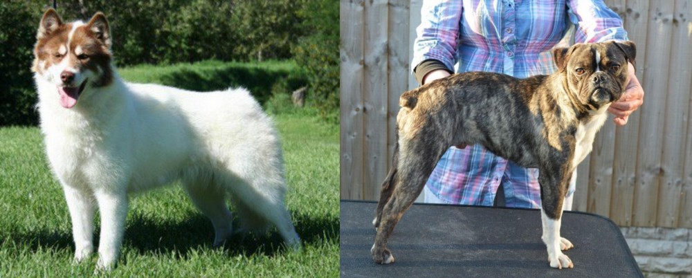 Fruggle vs Canadian Eskimo Dog - Breed Comparison