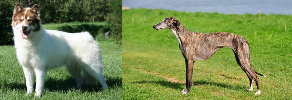 Galgo Espanol vs Canadian Eskimo Dog - Breed Comparison