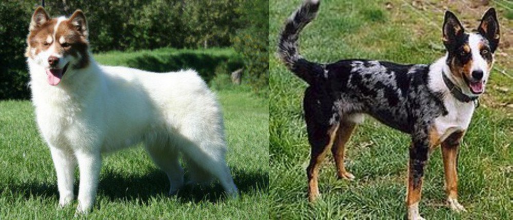 German Coolie vs Canadian Eskimo Dog - Breed Comparison