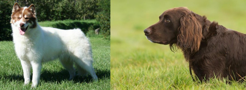 German Longhaired Pointer vs Canadian Eskimo Dog - Breed Comparison