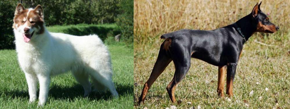 German Pinscher vs Canadian Eskimo Dog - Breed Comparison