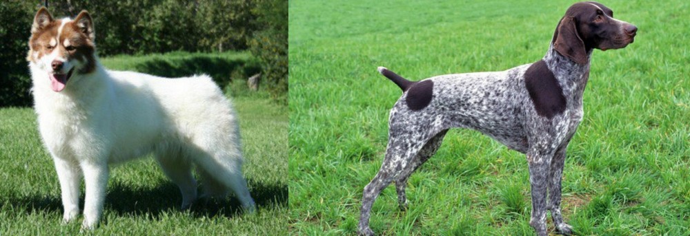 German Shorthaired Pointer vs Canadian Eskimo Dog - Breed Comparison