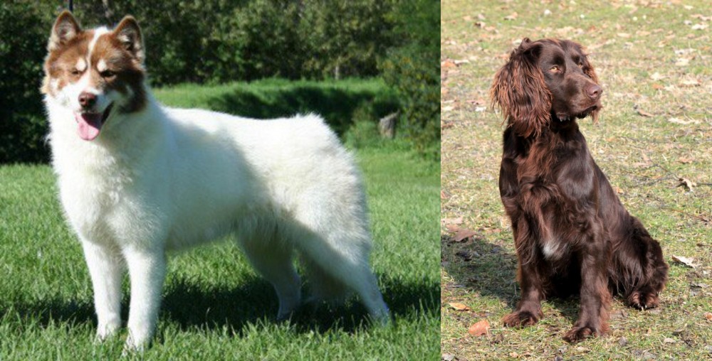 German Spaniel vs Canadian Eskimo Dog - Breed Comparison