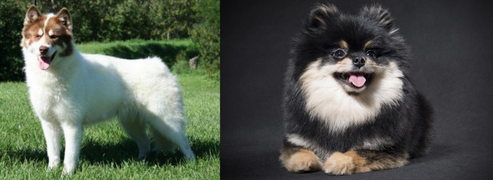 German Spitz (Klein) vs Canadian Eskimo Dog - Breed Comparison