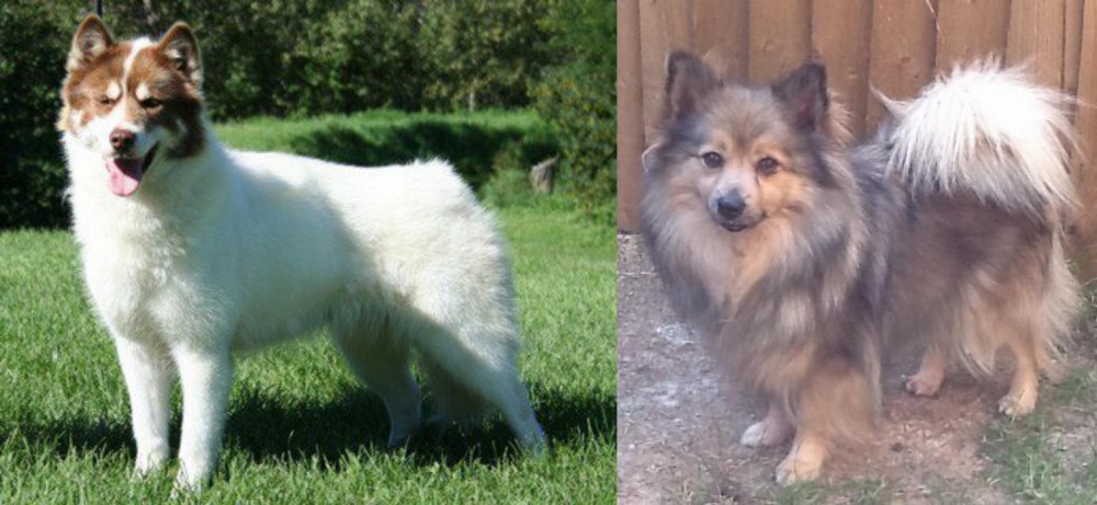 German Spitz (Mittel) vs Canadian Eskimo Dog - Breed Comparison
