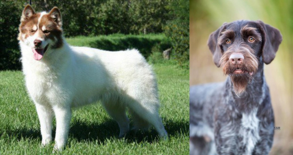 German Wirehaired Pointer vs Canadian Eskimo Dog - Breed Comparison