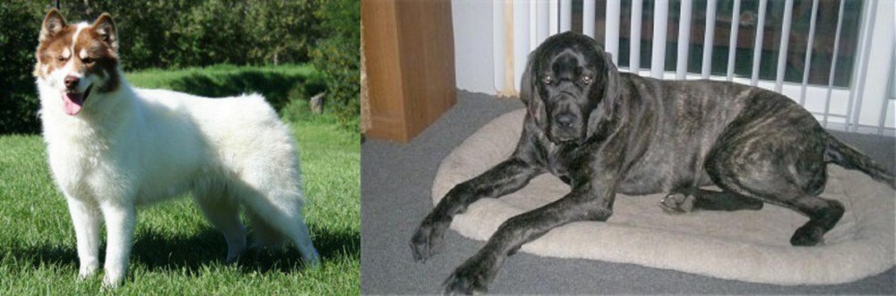 Giant Maso Mastiff vs Canadian Eskimo Dog - Breed Comparison