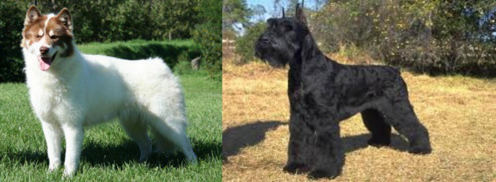 Giant Schnauzer vs Canadian Eskimo Dog - Breed Comparison