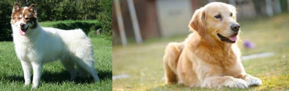 Goldador vs Canadian Eskimo Dog - Breed Comparison
