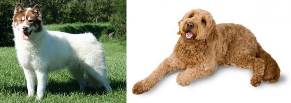 Golden Doodle vs Canadian Eskimo Dog - Breed Comparison