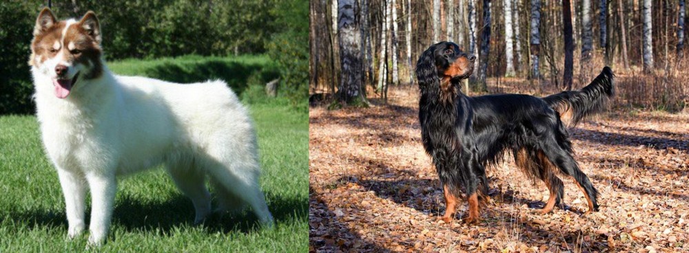Gordon Setter vs Canadian Eskimo Dog - Breed Comparison