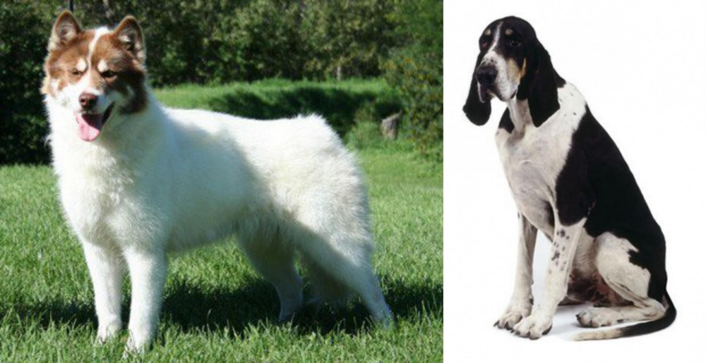 Grand Anglo-Francais Blanc et Noir vs Canadian Eskimo Dog - Breed Comparison