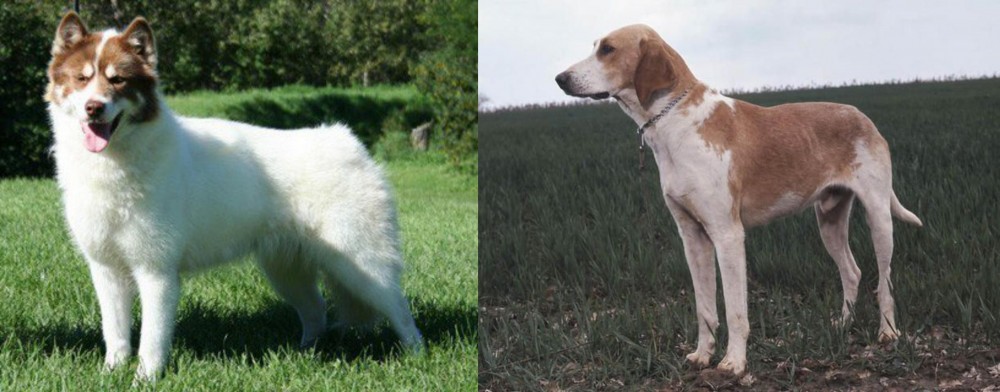 Grand Anglo-Francais Blanc et Orange vs Canadian Eskimo Dog - Breed Comparison