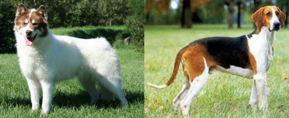 Grand Anglo-Francais Tricolore vs Canadian Eskimo Dog - Breed Comparison