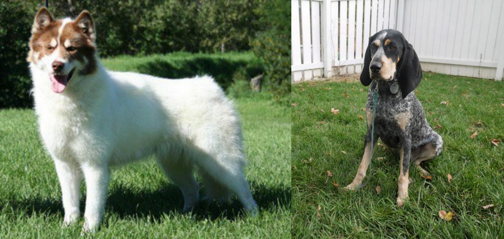 Grand Bleu de Gascogne vs Canadian Eskimo Dog - Breed Comparison
