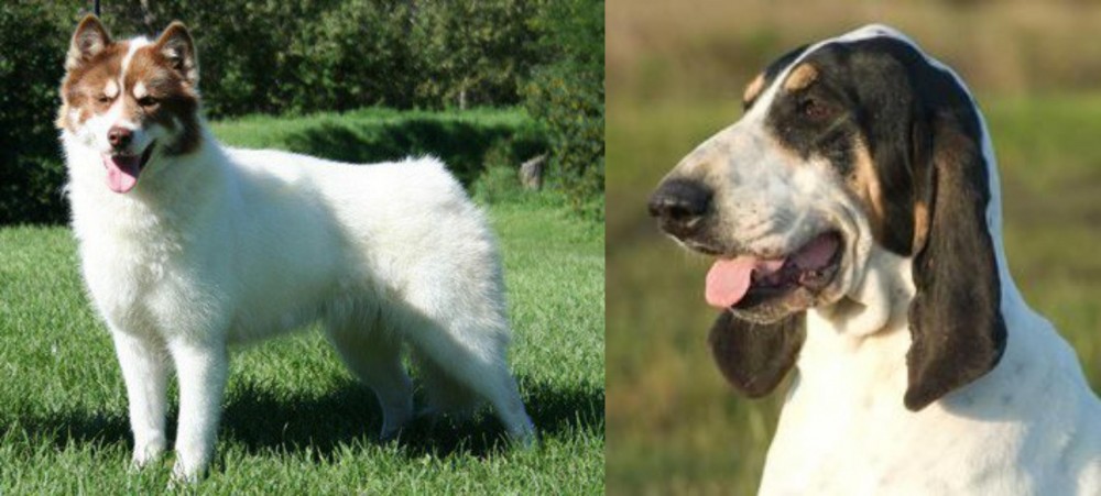 Grand Gascon Saintongeois vs Canadian Eskimo Dog - Breed Comparison