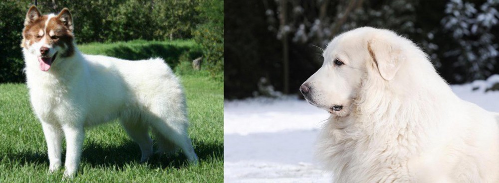 Great Pyrenees vs Canadian Eskimo Dog - Breed Comparison