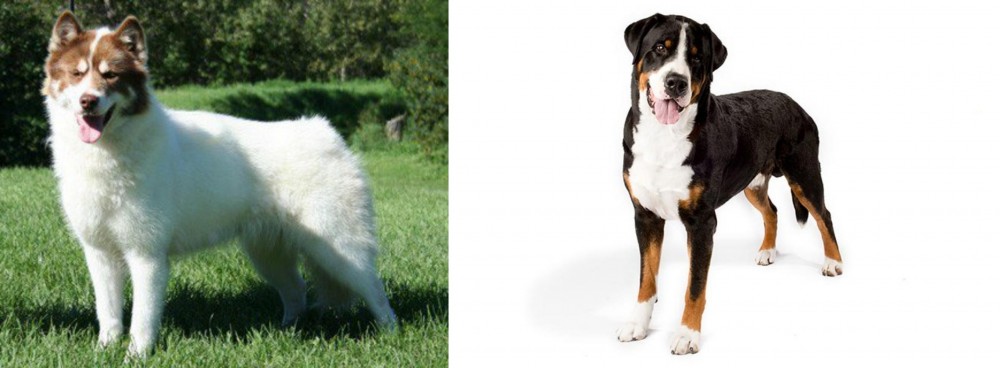 Greater Swiss Mountain Dog vs Canadian Eskimo Dog - Breed Comparison