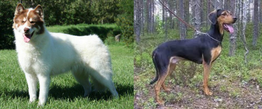 Greek Harehound vs Canadian Eskimo Dog - Breed Comparison
