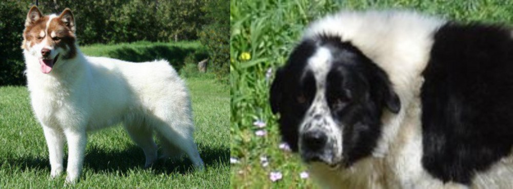 Greek Sheepdog vs Canadian Eskimo Dog - Breed Comparison