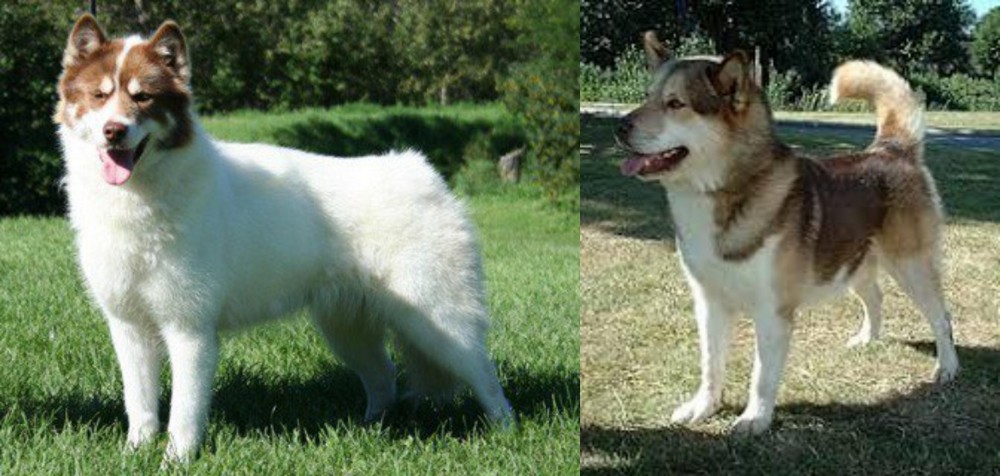 Greenland Dog vs Canadian Eskimo Dog - Breed Comparison