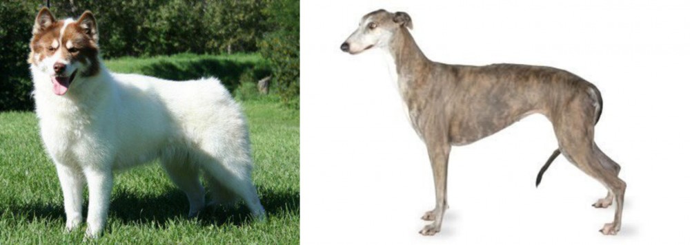 Greyhound vs Canadian Eskimo Dog - Breed Comparison