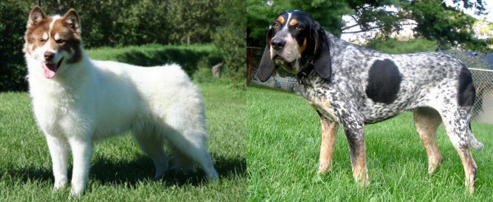 Griffon Bleu de Gascogne vs Canadian Eskimo Dog - Breed Comparison
