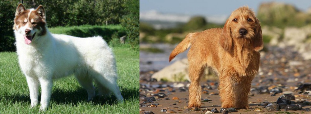 Griffon Fauve de Bretagne vs Canadian Eskimo Dog - Breed Comparison