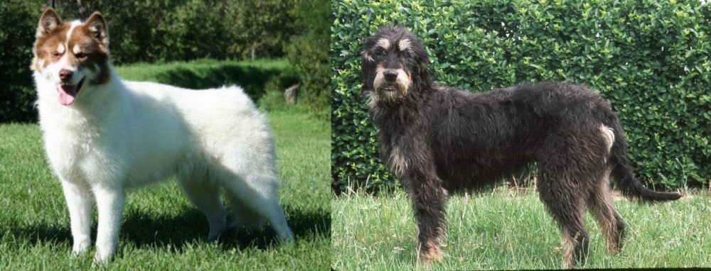 Griffon Nivernais vs Canadian Eskimo Dog - Breed Comparison