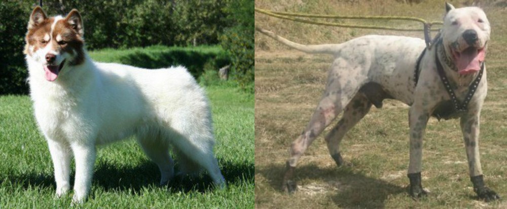 Gull Dong vs Canadian Eskimo Dog - Breed Comparison