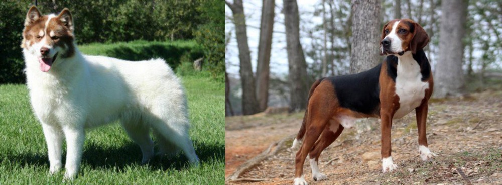 Hamiltonstovare vs Canadian Eskimo Dog - Breed Comparison