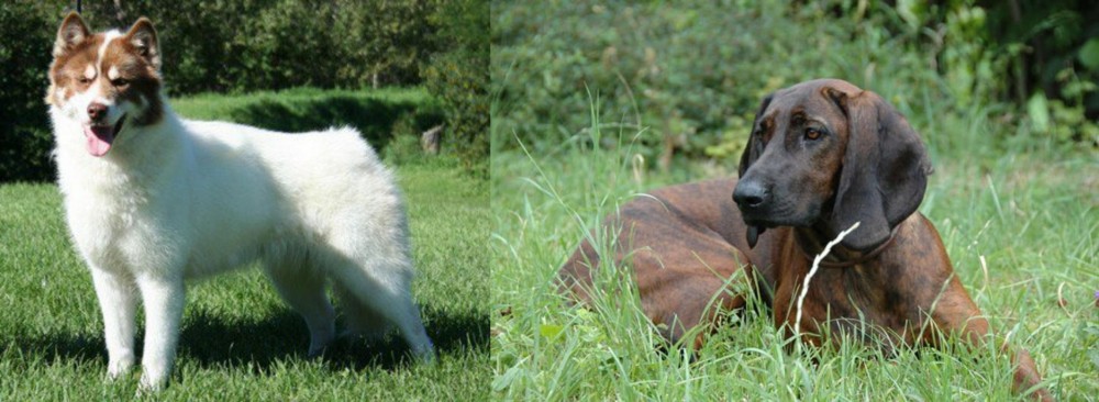 Hanover Hound vs Canadian Eskimo Dog - Breed Comparison