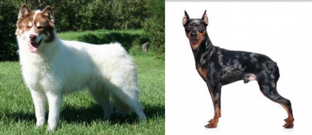 Harlequin Pinscher vs Canadian Eskimo Dog - Breed Comparison